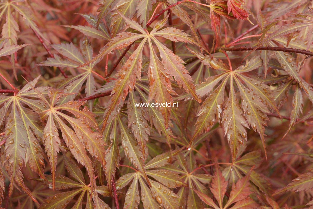 Acer palmatum 'Gene's Dissectum'