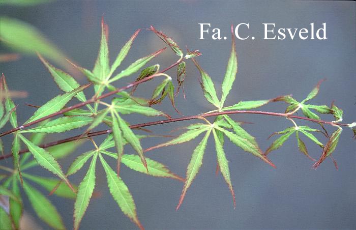 Acer palmatum 'Gentaku'