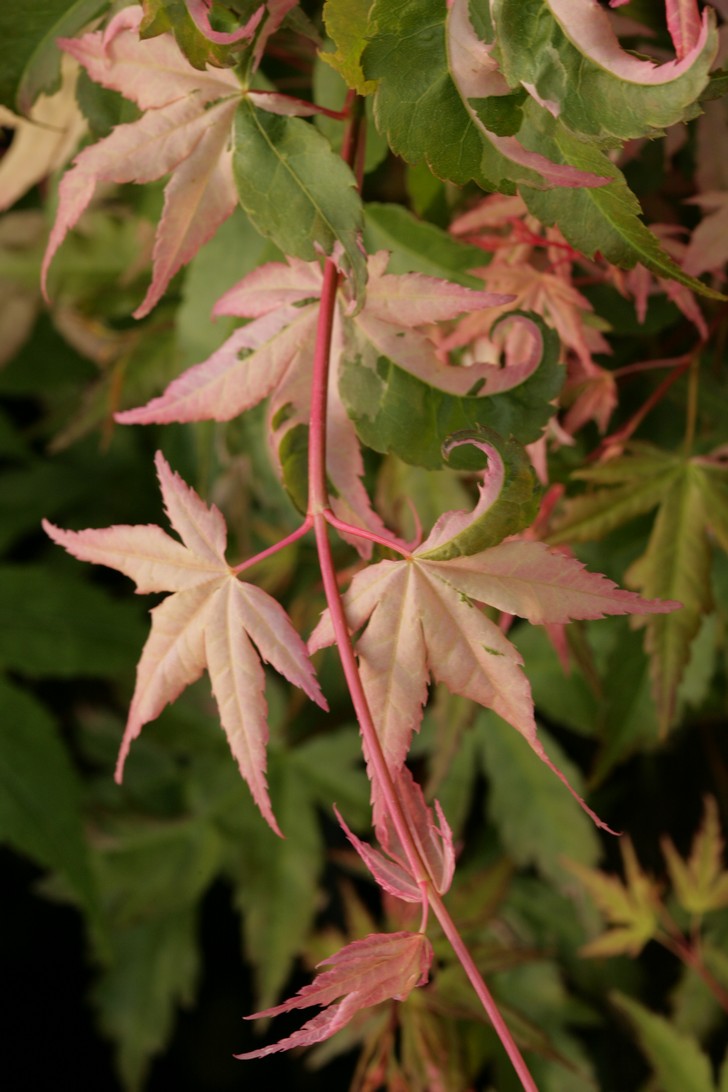 Acer palmatum 'Ginga'