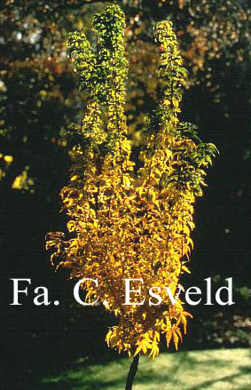 Acer palmatum 'Goshiki-kotohime'