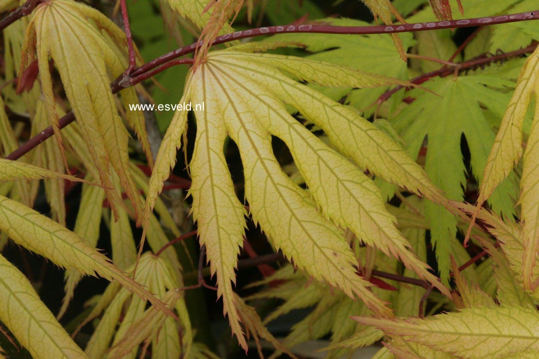 Acer palmatum 'Grandma Ghost'
