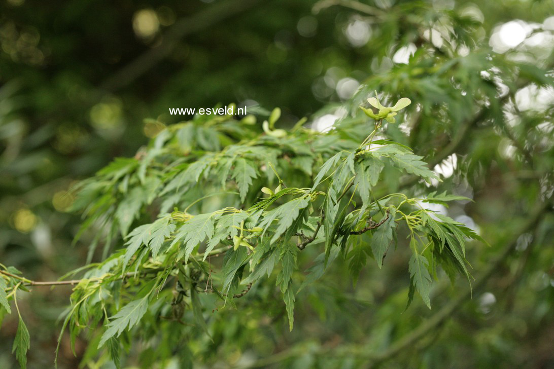 Acer palmatum 'Hagoromo'