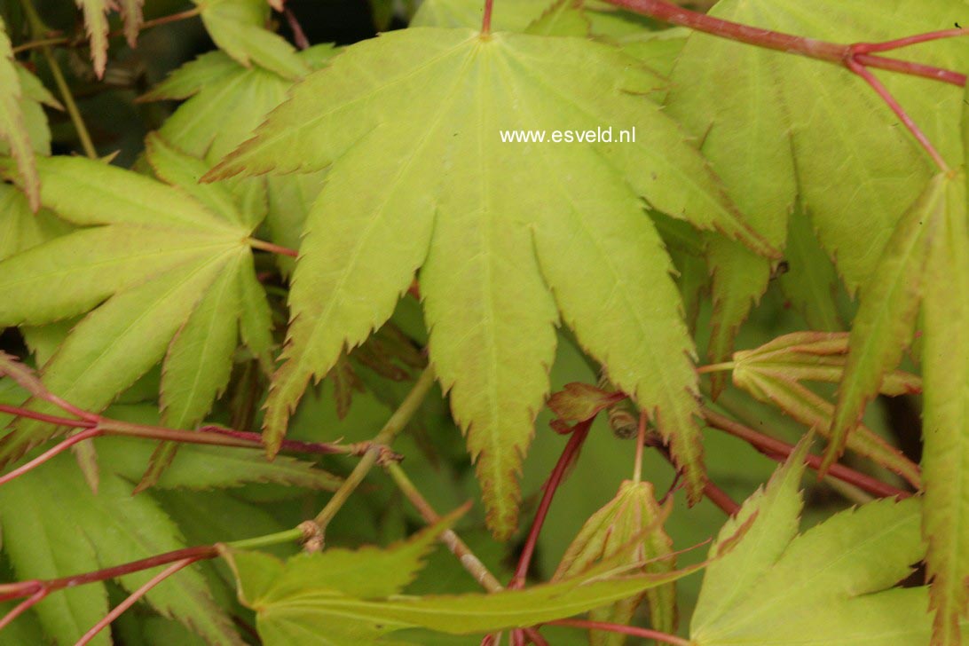 Acer palmatum 'Haibara'