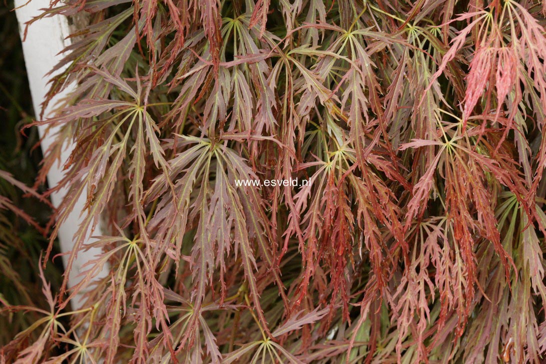 Acer palmatum 'Hanzell'