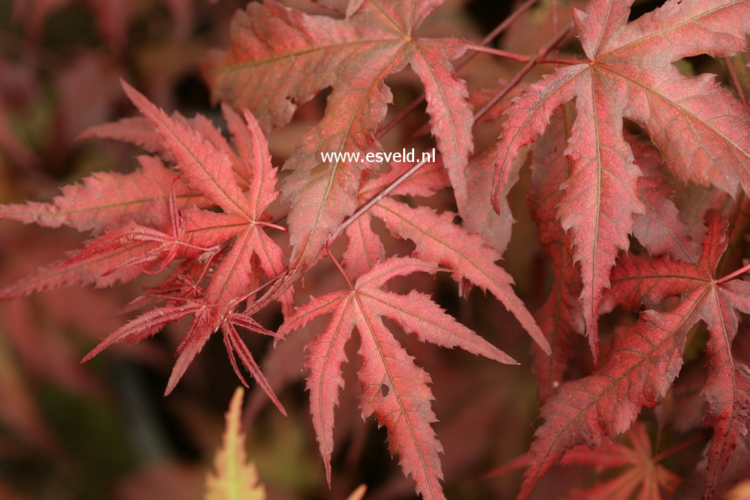 Acer palmatum 'Harold Seedling'