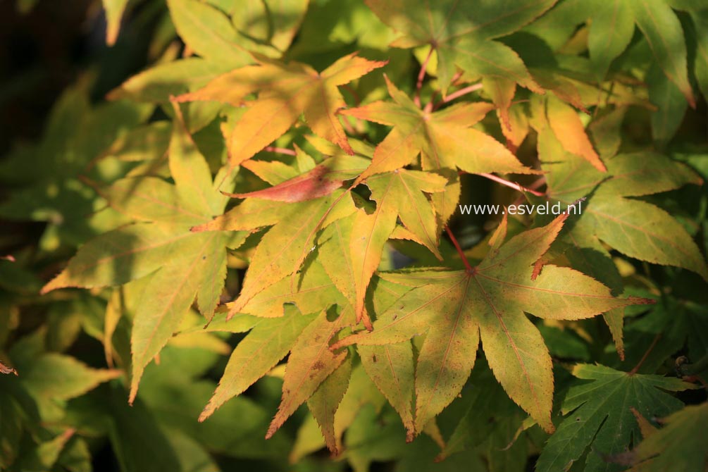 Acer palmatum 'Hatsu-shigure'