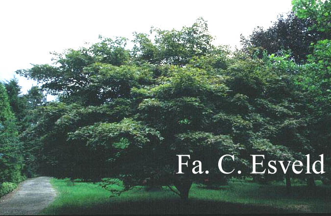 Acer palmatum 'Hessei'
