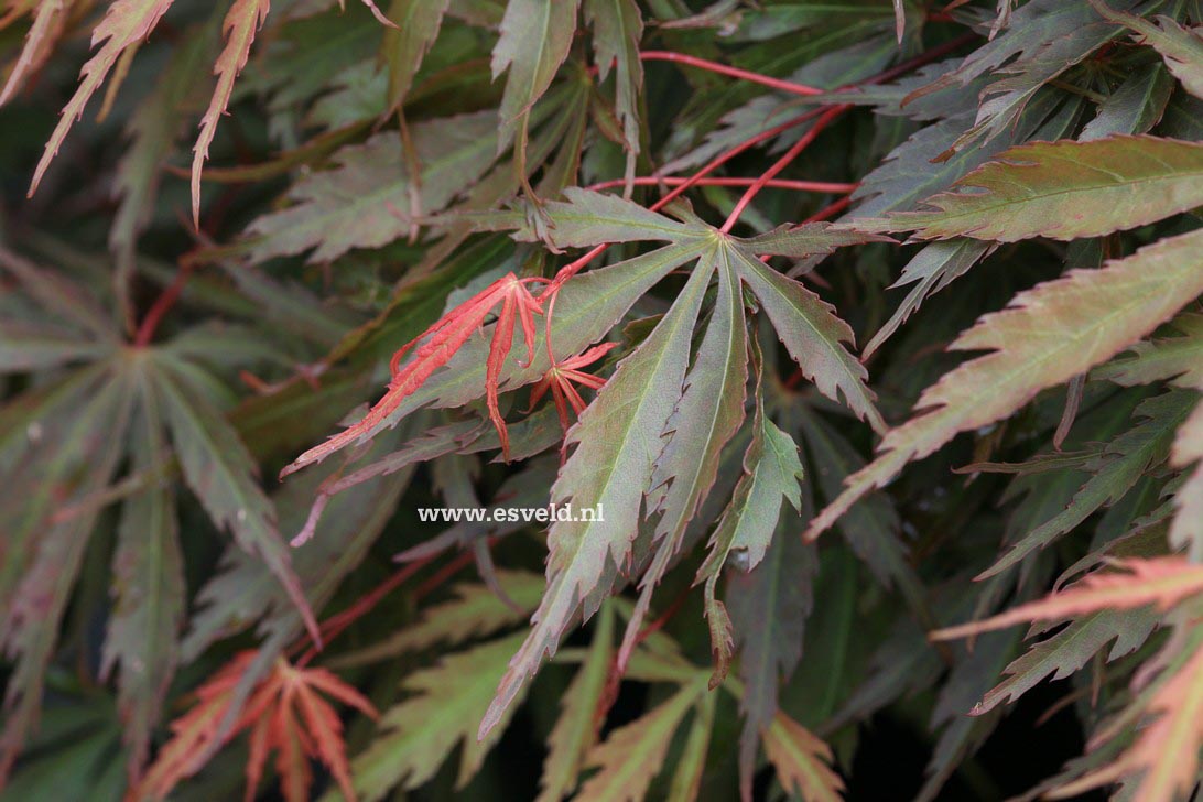 Acer palmatum 'Hida-hanabi'