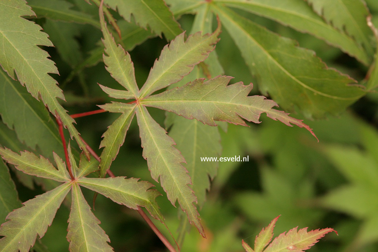 Acer palmatum 'Hime-chidori'