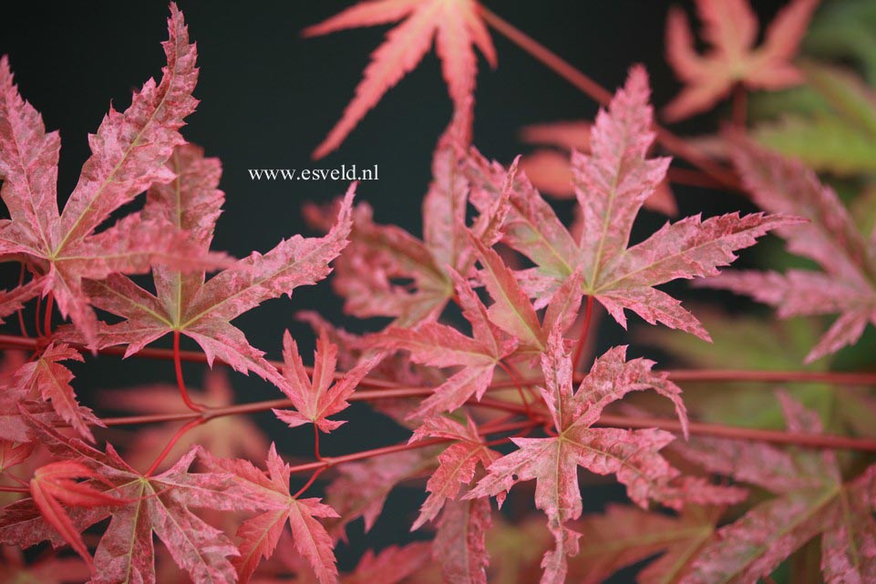 Acer palmatum 'Hino-tori-nishiki'