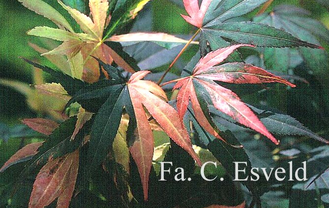 Acer palmatum 'Hinode-nishiki'