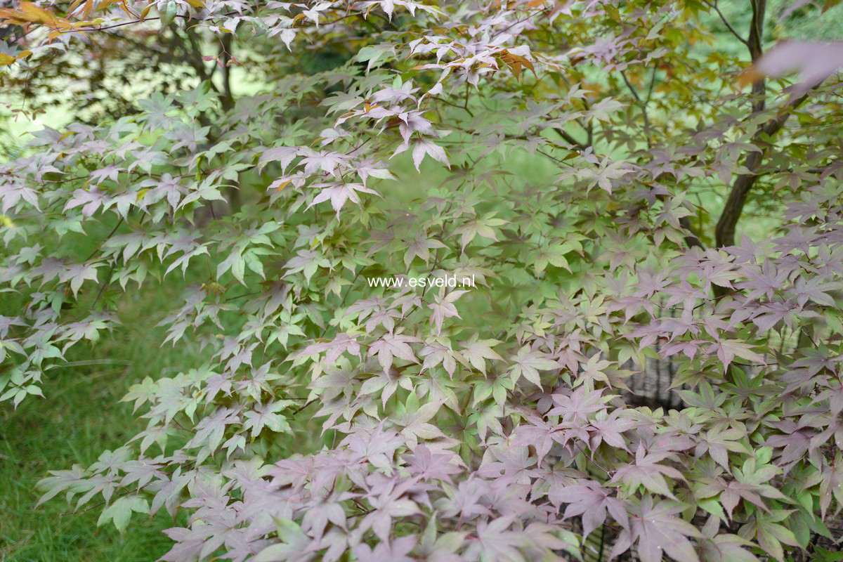Acer palmatum 'Hiyugha-yama'