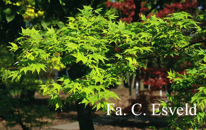Acer palmatum 'Hohgyoku' Hort. non Japan