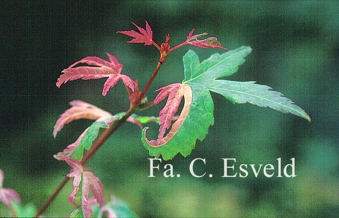 Acer palmatum 'Honoo'