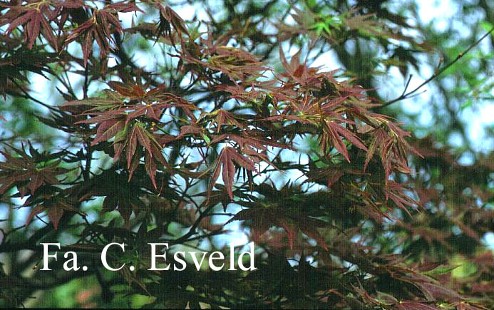 Acer palmatum 'Iijima sunago'