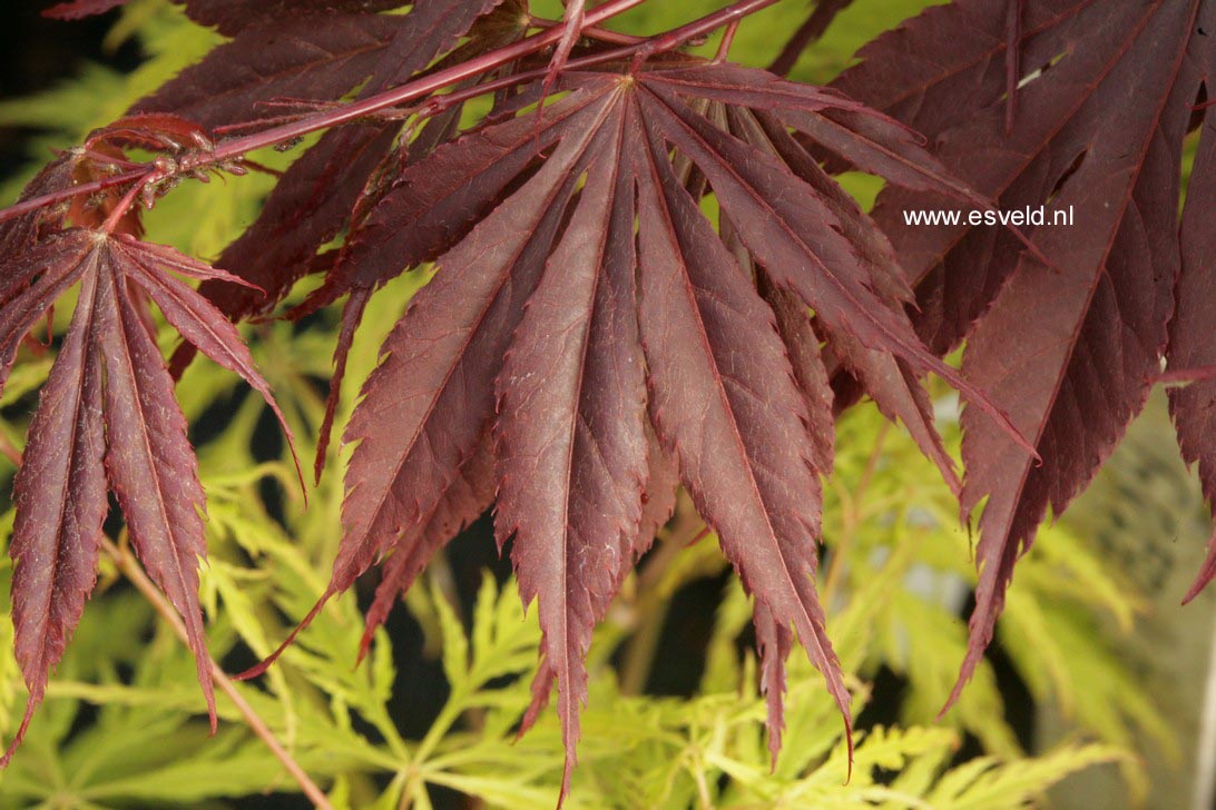 Acer palmatum 'Ikoma'