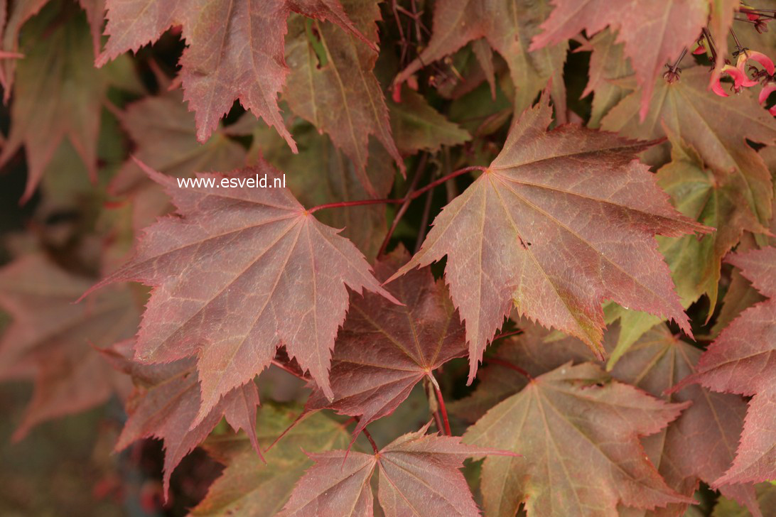Acer palmatum 'In The Pink'