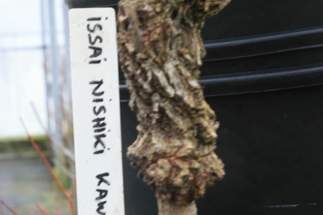 Acer palmatum 'Issai-nishiki-kawazu'