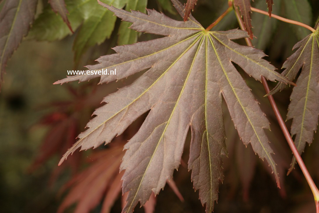 Acer palmatum 'Johin'