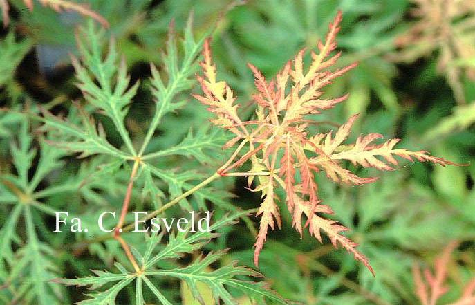 Acer palmatum 'Kaga-sudare'