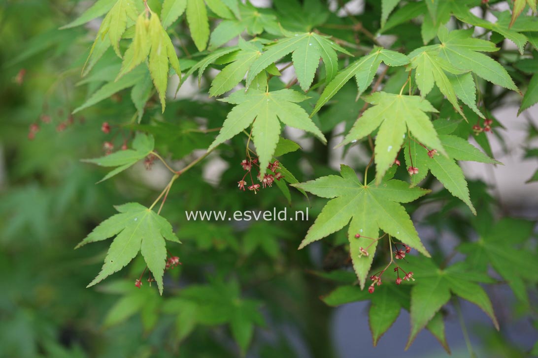 Acer palmatum 'Katja'