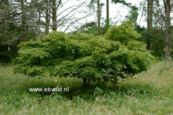 Acer palmatum 'Killarney'