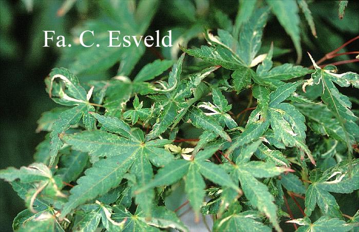 Acer palmatum 'Kingsville Variegated'