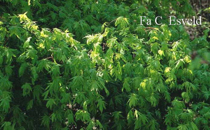 Acer palmatum 'Kiri-nishiki'