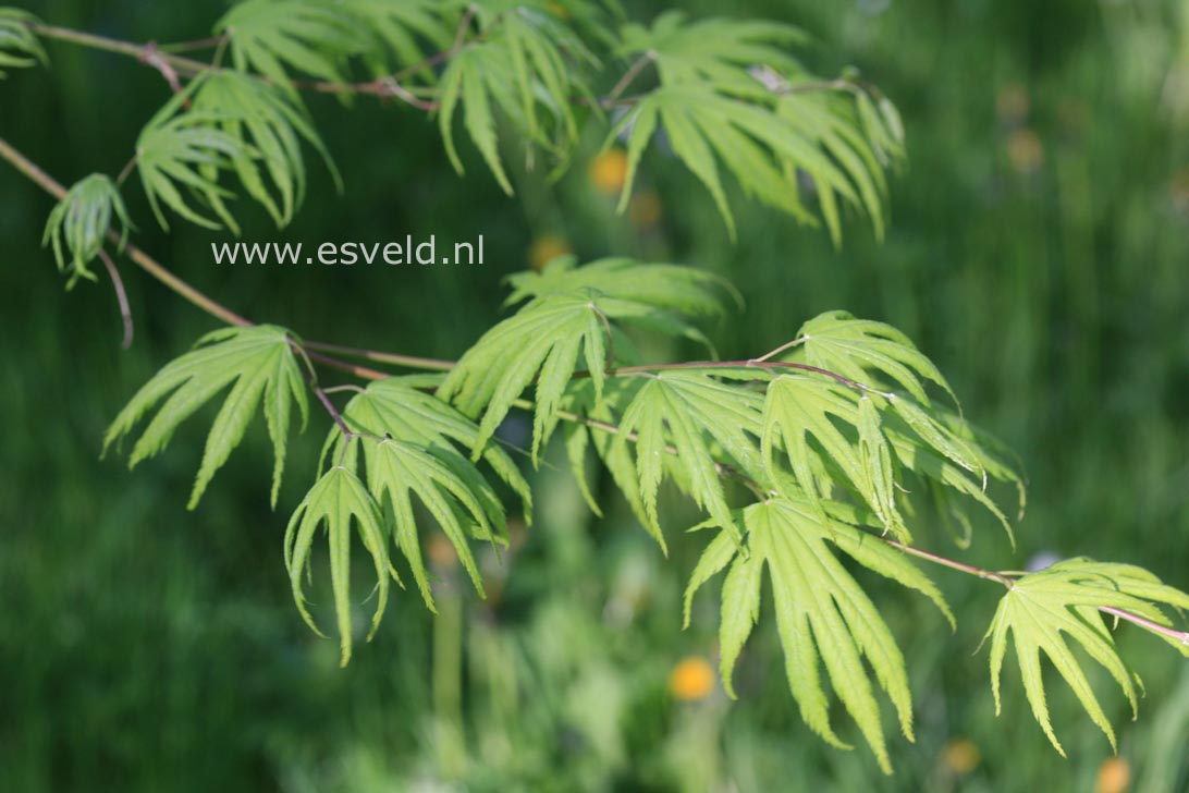Acer palmatum 'Kishuzan'