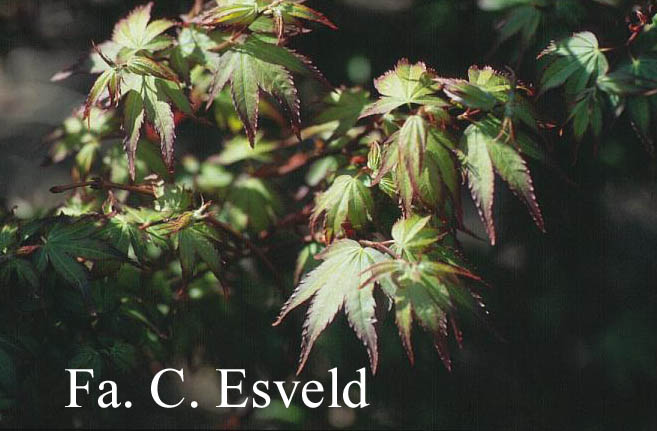 Acer palmatum 'Kiyo-hime'