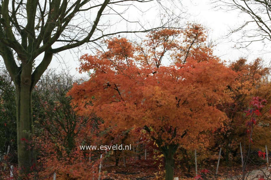 Acer palmatum 'Ko-shibori-nishiki'