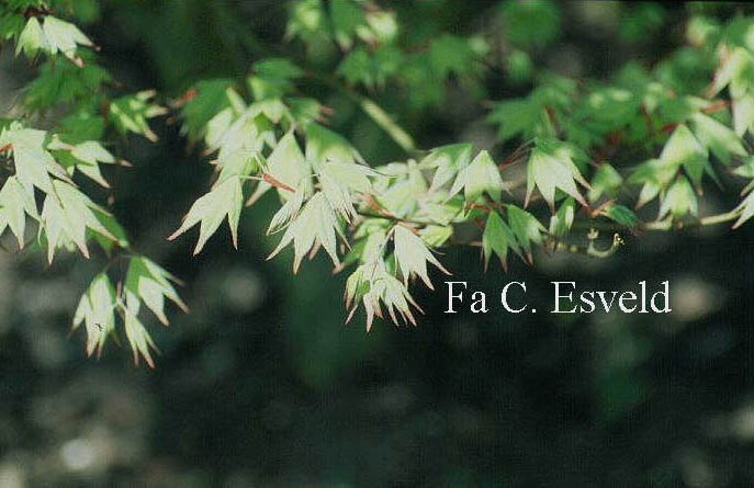 Acer palmatum 'Kogane-nishiki'