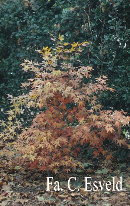 Acer palmatum 'Koriba'