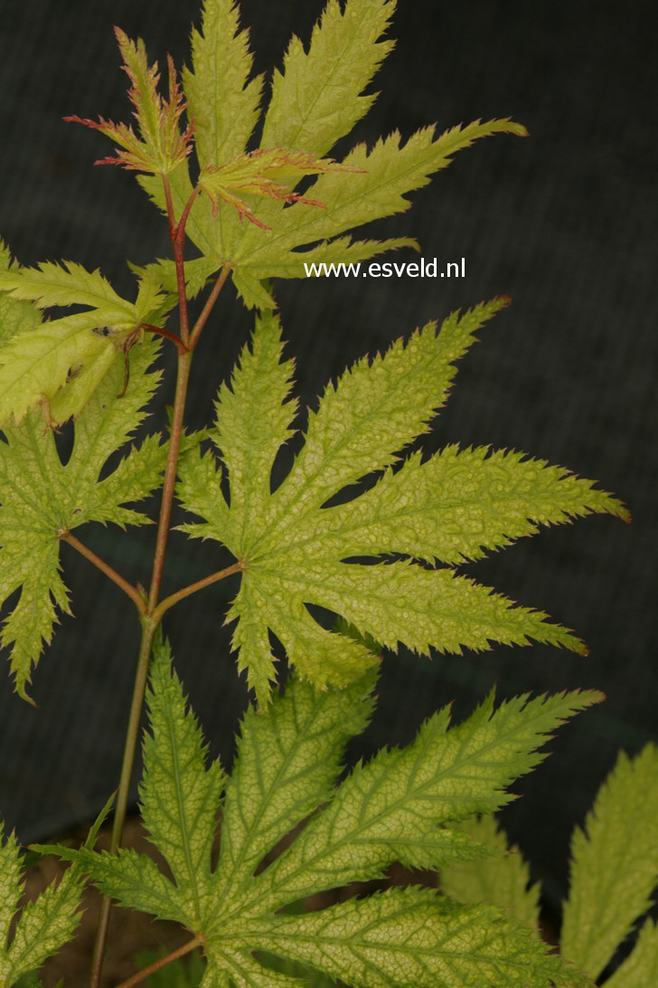 Acer palmatum 'Koyuki'