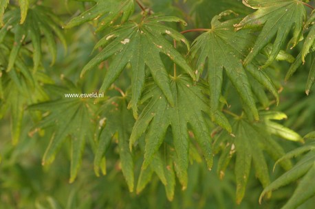 Acer palmatum 'Little Green Star'