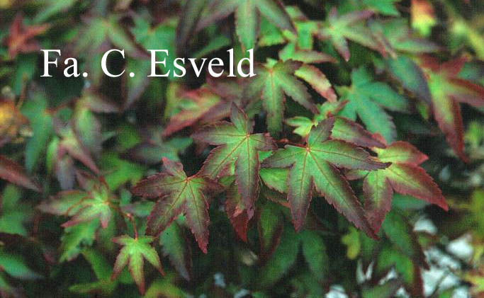 Acer palmatum 'Little Princess'