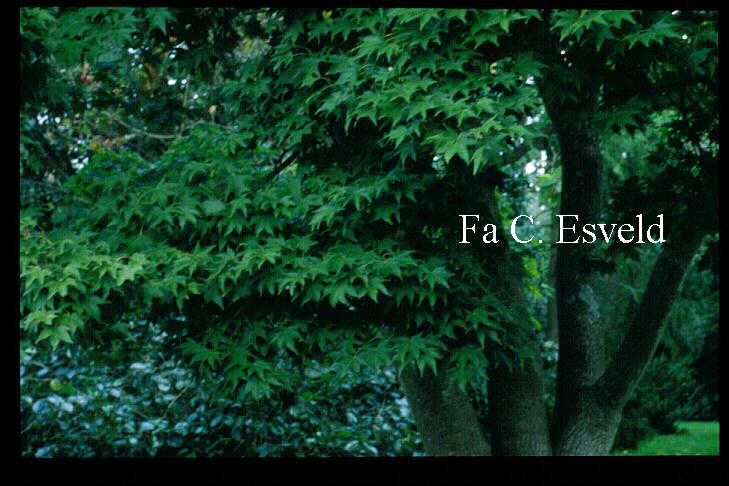 Acer palmatum 'Lutescens'