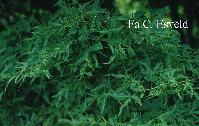 Acer palmatum 'Mama'