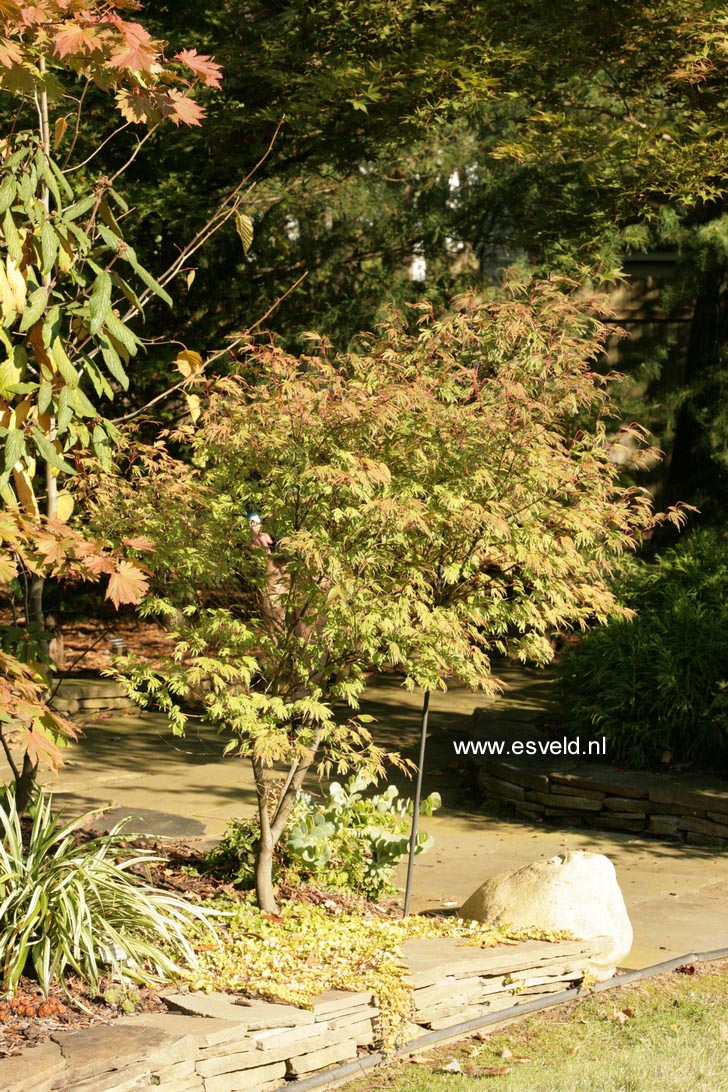 Acer palmatum 'Manyoh-no-sato'