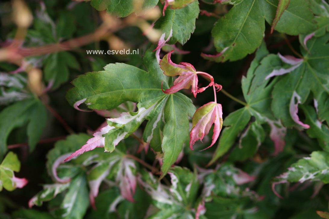 Acer palmatum 'Mardi Gras'