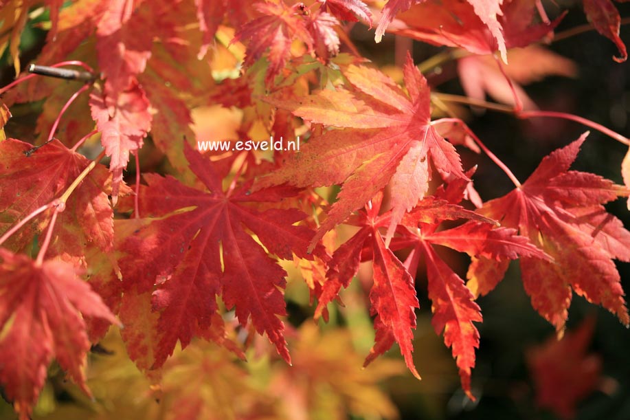 Acer palmatum 'Matsuo'