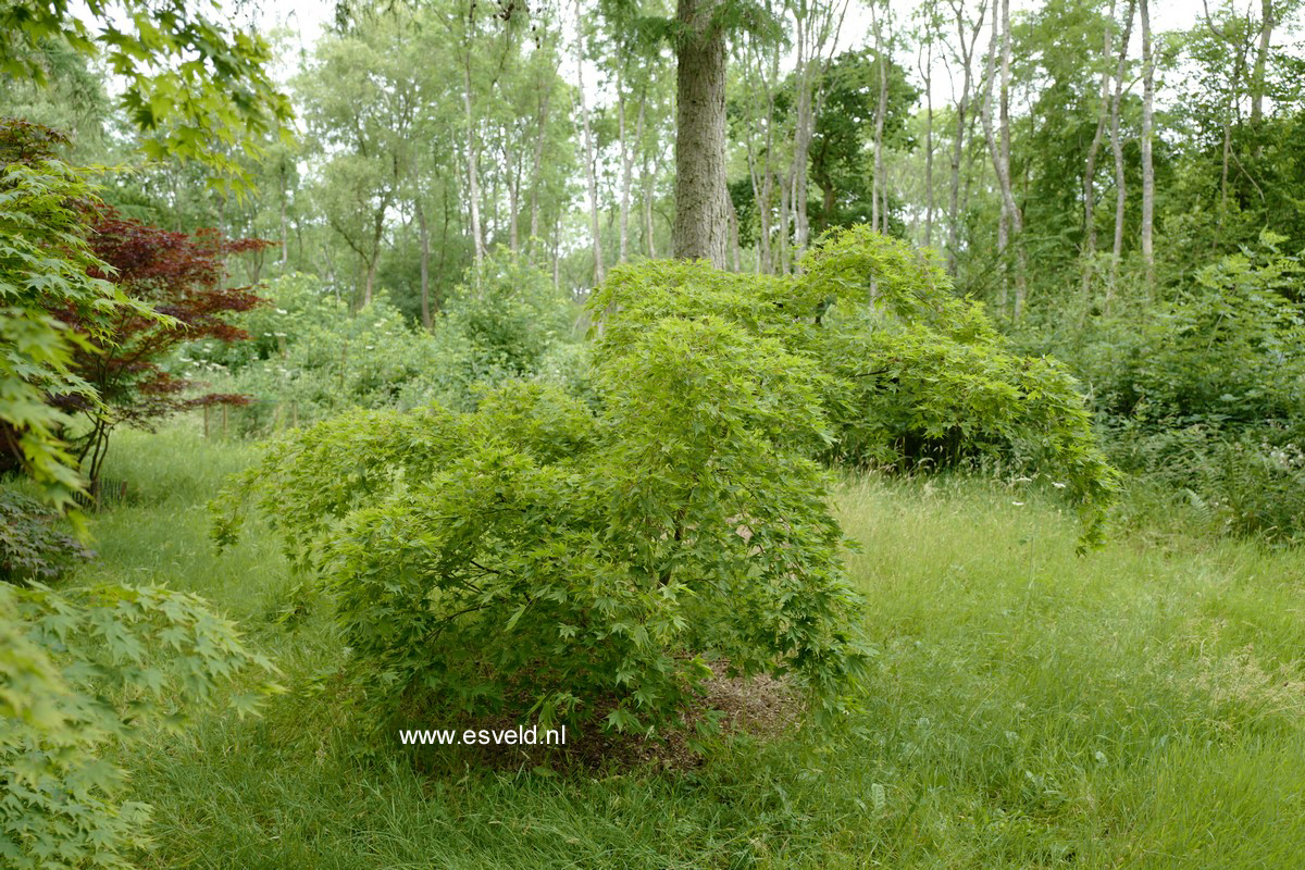 Acer palmatum 'Matsuyoi'