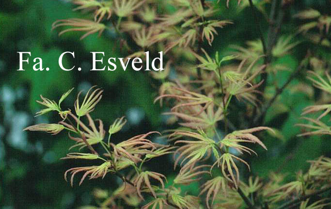 Acer palmatum 'Mizuho-beni'
