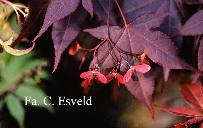 Acer palmatum 'Muro-gawa'