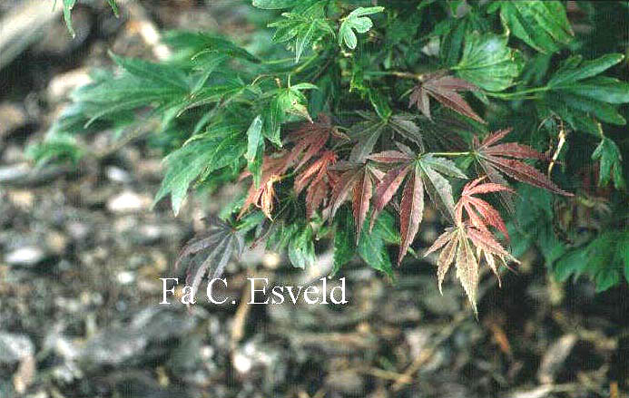 Acer palmatum 'Nanase-gawa'