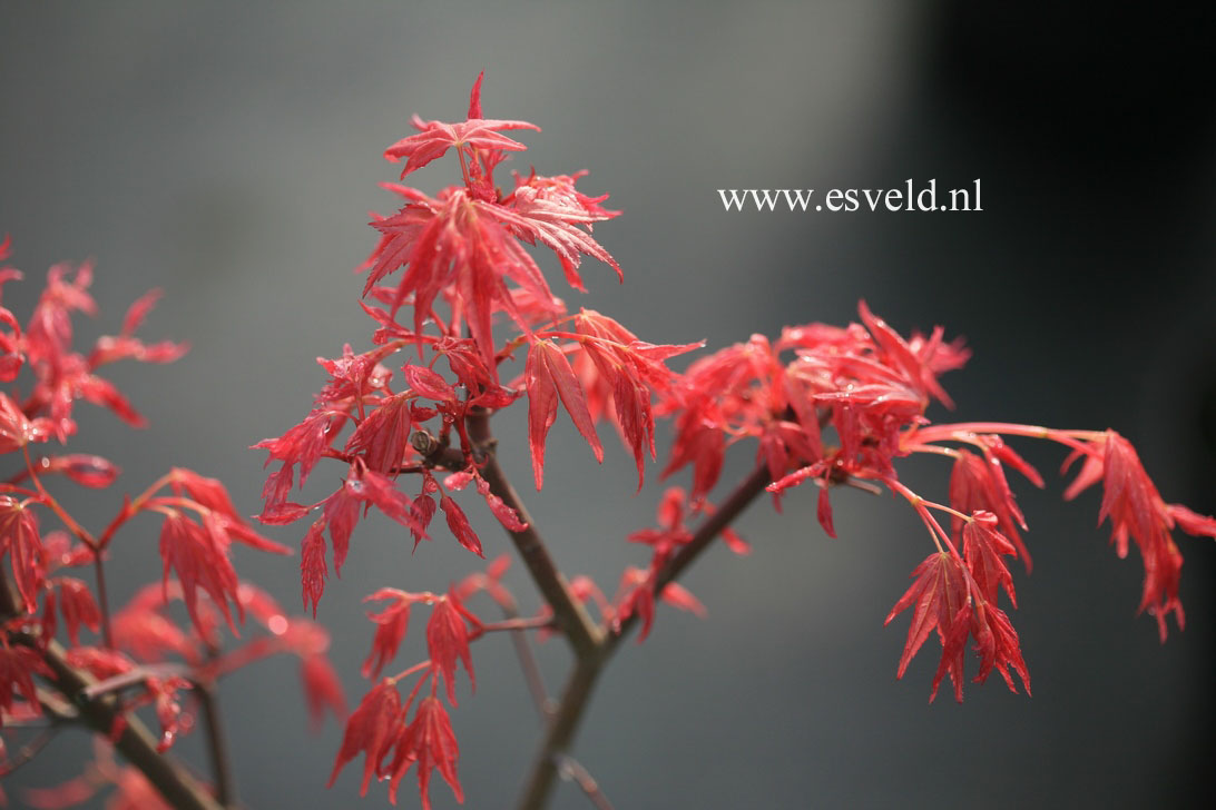 Acer palmatum 'Naniwa-beni'