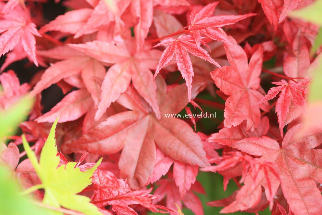 Acer palmatum 'Nishiki-no-murasaki'