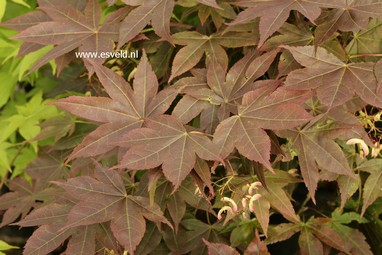 Acer palmatum 'Nomura-kohyoh'