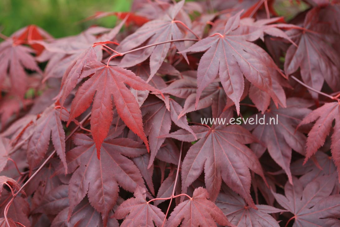 Acer palmatum 'Noto'