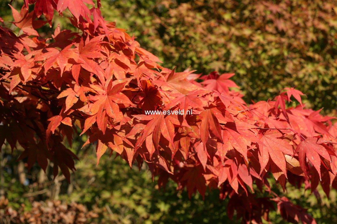 Acer palmatum 'Novum'
